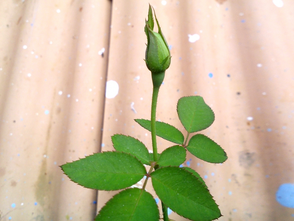 rosebud, rosebud,bud,flower,plant,green,