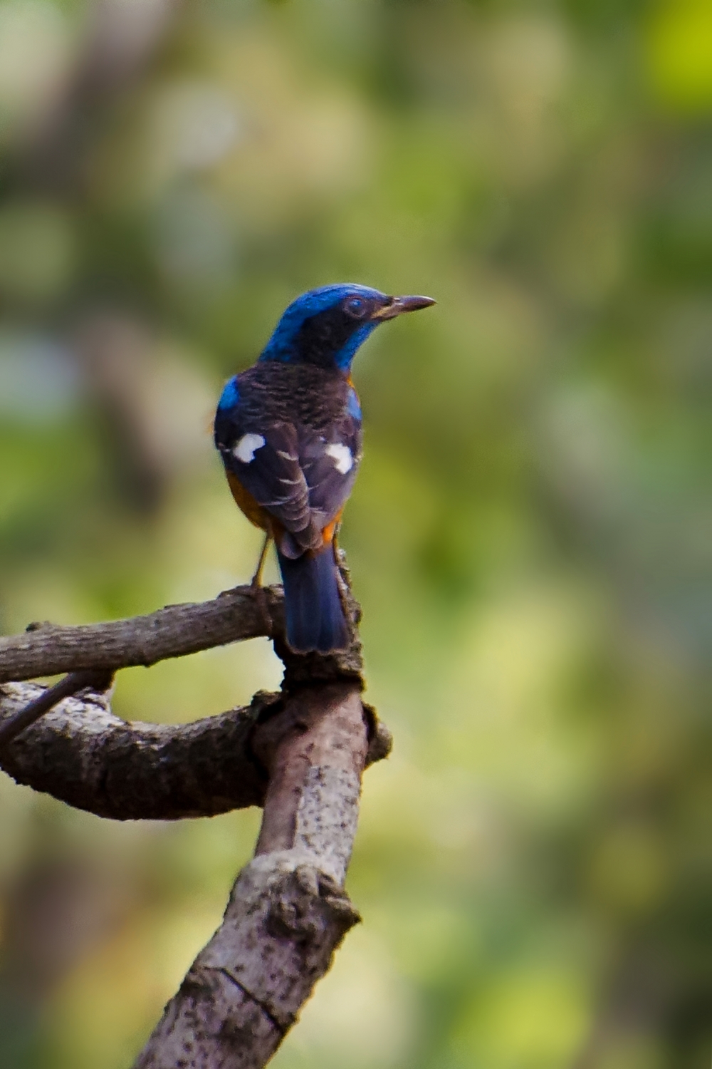 Guess the bird, Bird, blue color bird, blue, blue bird, beautiful bird, cuckoo is a so beautiful bird, Commom Kingfisher, kingfisher, white throat kingfisher, nature, #Nature #background #wallpaper #hdclicks #fullHD#fksayyad @f.k.sayyad, 