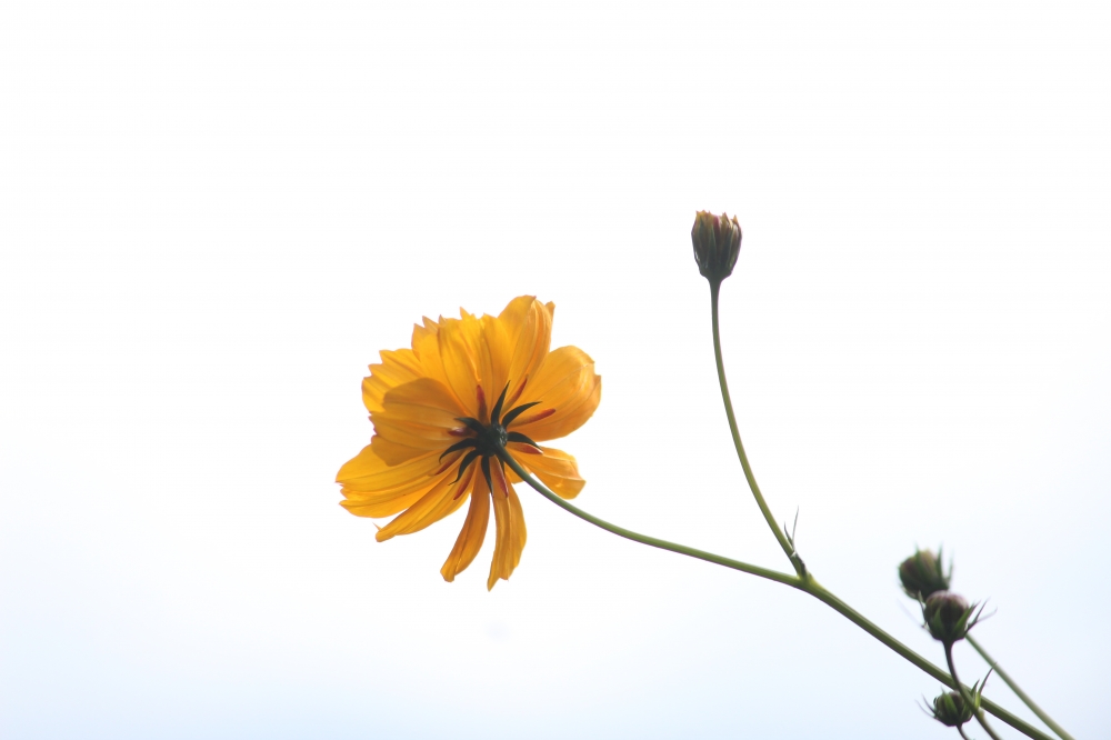 Wild flower, Yellow,wild flower,autumn 