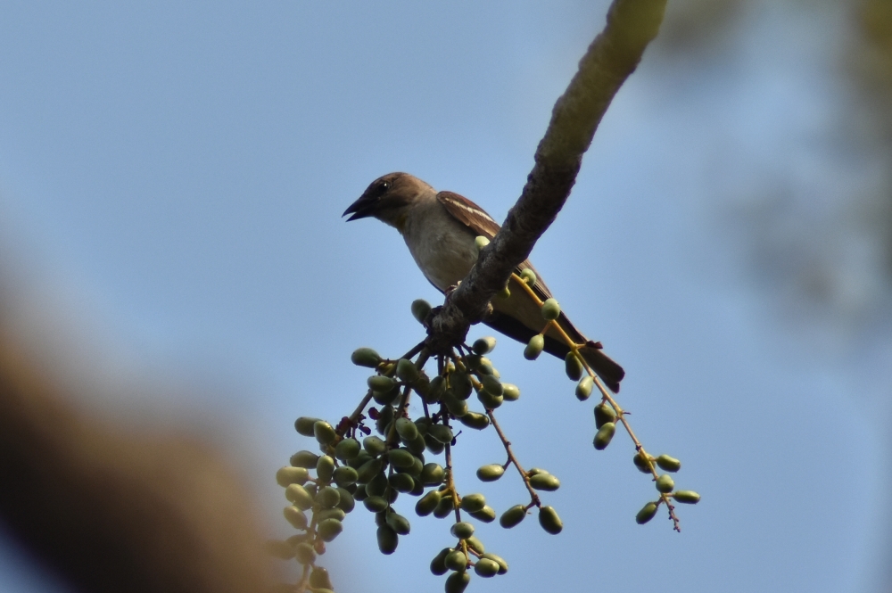 Chestnut- shouldered pitronia, Chestnut-shoulderedpuitronia wildlife photography wild animals birds Bastar Chhattisgarh India indainbrid wildlife