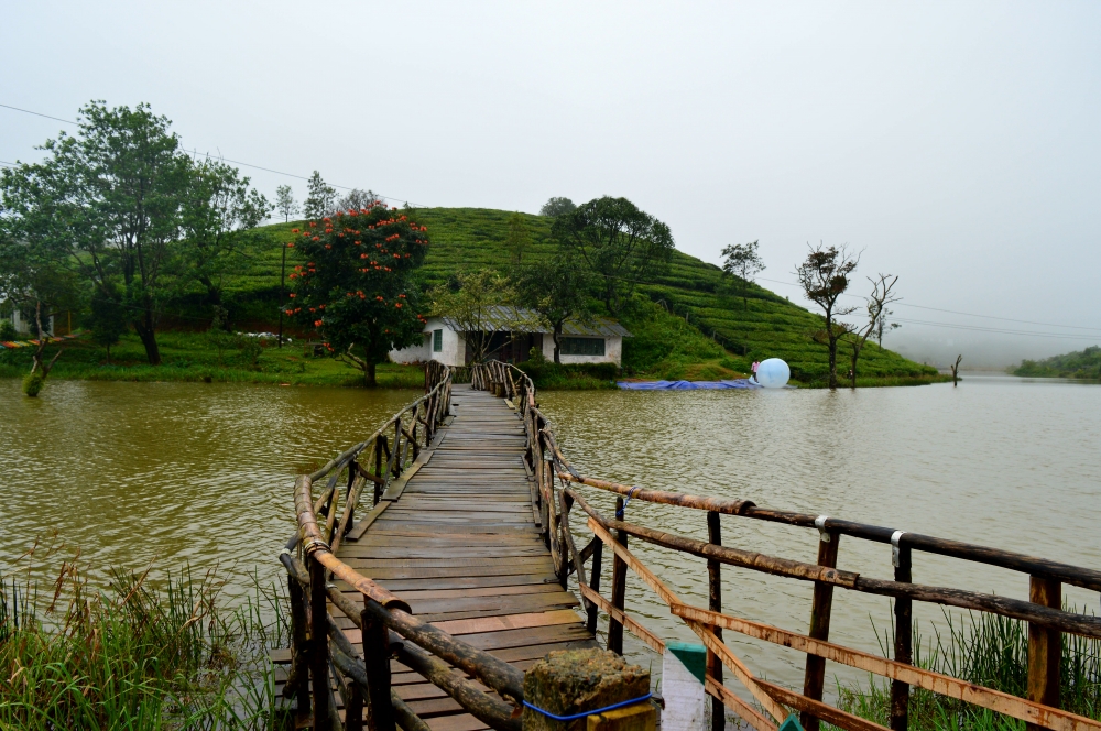 Tea Garden Lake, Tea garden lake, wagamon, Tea Plant, teagarden, lake, water, bridge, wooden bridge, mist, 