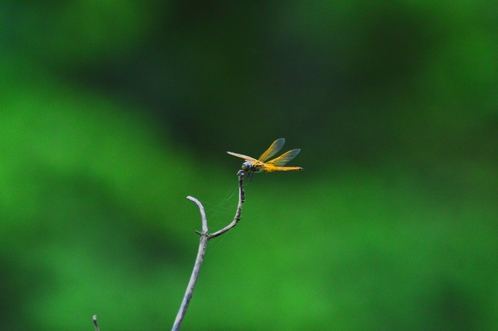 Dragon fly 2, #Nature #background #wallpaper #hdclicks #fullHD @sundar, 