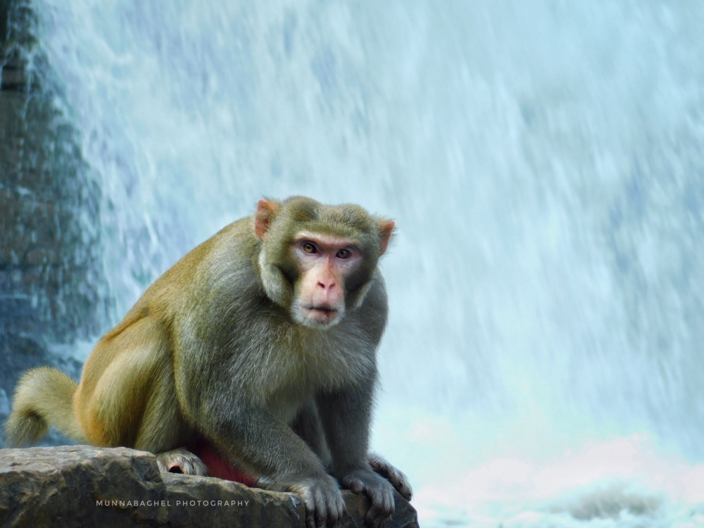 Monkey, #monkey #sitting #looking #nature #greenary #wildlife  #animal, 