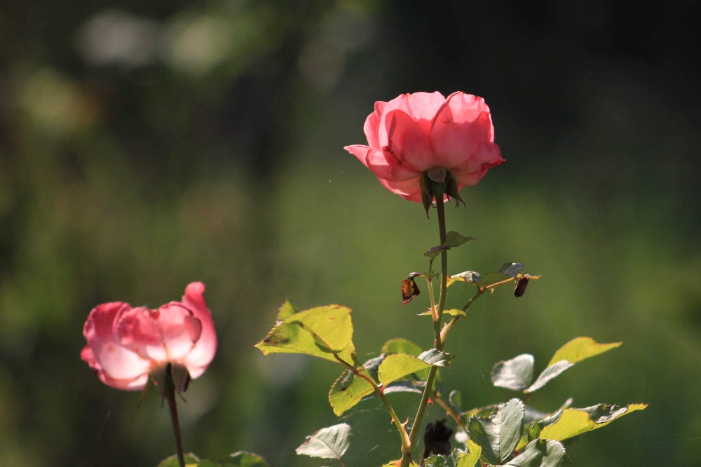 The king of flowers- Rose, Rose, flower, Pink, king of flowers, screenshot, colorful, 