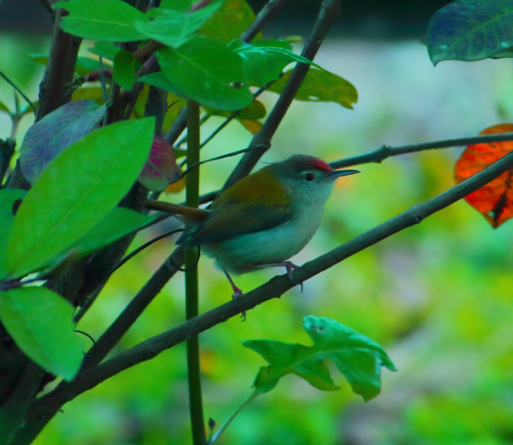 Sparrow, bird, fly, wild, animal, small, sparrow, tree, branches, branches, 