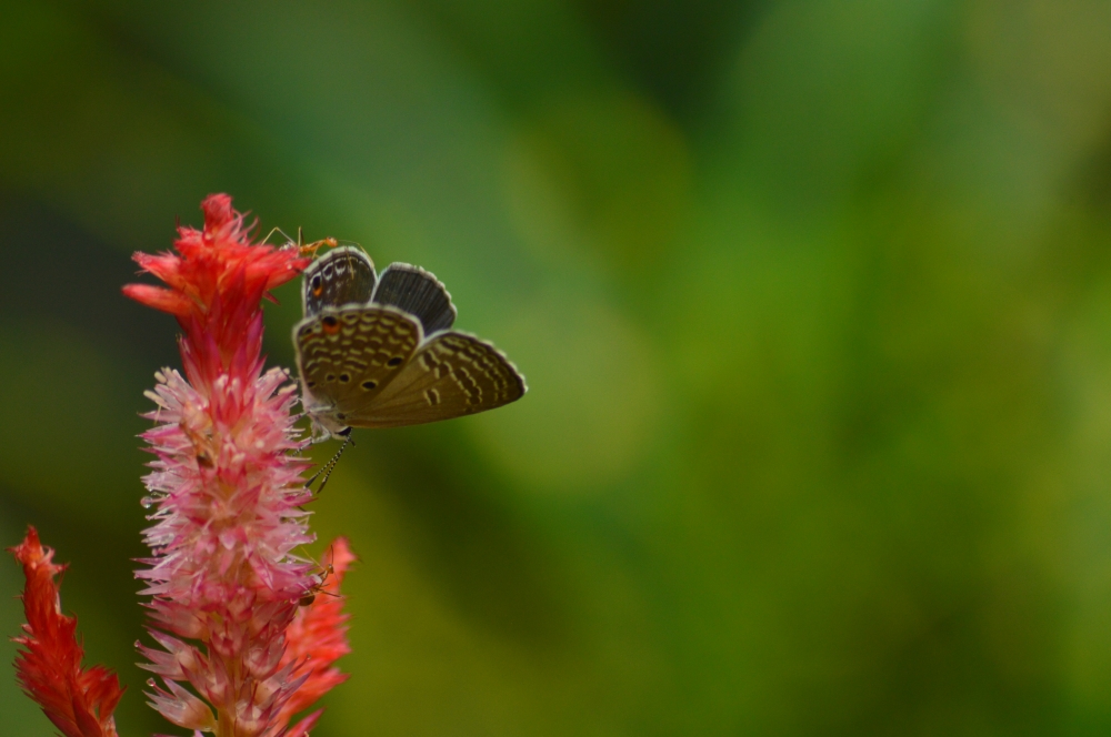Butterfly on flower, butterfly, flower, red flower, plant, garden, home garden, , natural, Nature, Close up, Macro photography, Macro, Flower, Flowers, butterfly, Beautiful Butterfly, butterfly on flower, Red, red flower, Green, greens, greenery, green background, gardening, garden, garden flower, 
