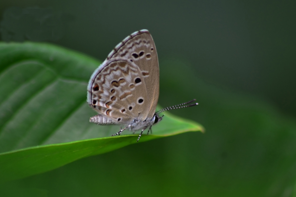 Butterfly Butterfly where do you fly?, butterfly nature landscape background hdclicks, 