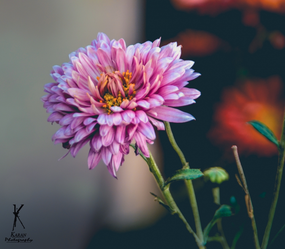 Pink flower, Flower, Pink flowers, Lovely, Lovely background, Attractive, Nature, #Nature #background #wallpaper #hdclicks #fullHD#fksayyad @f.k.sayyad, 