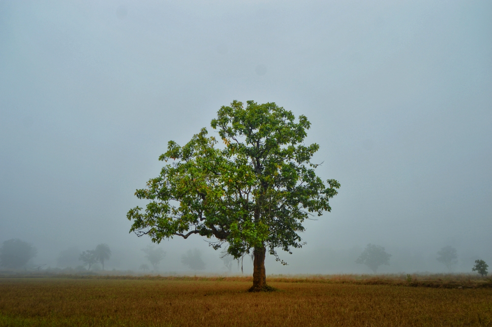 foggy morning, #Nature #background #wallpaper #hdclicks #fullHD 