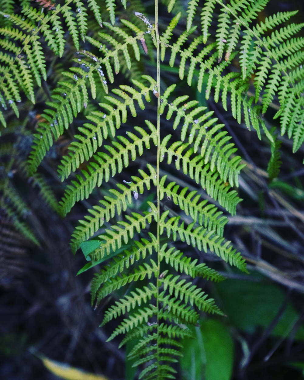 Fishbone like leaves,  nature beautys, leaves, green, texture, background textures, 