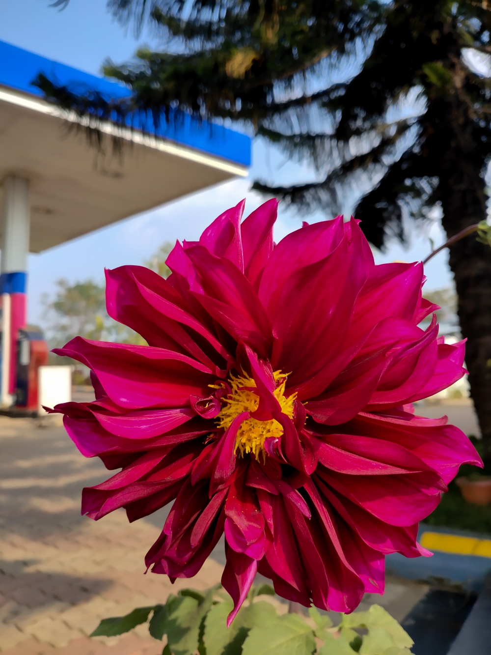 Dahlia pinnata, Mobile photography, 
