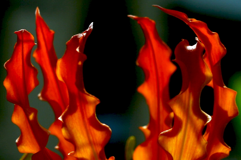 Flower, Flowers, red, #lightpainting #colour #red #blue #art, 