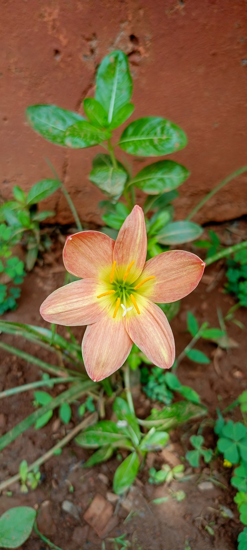Rain Lily flower , Rain Lily flower , flowers, #nature #photography #love #instagood #photooftheday #travel #sky #beautiful #art #naturephotography #like #landscape #sunset #photo #picoftheday #instagram #sun #beach #life #winter #sea #fun #cute #clouds #happy #naturelovers #summer #bhfyp, 