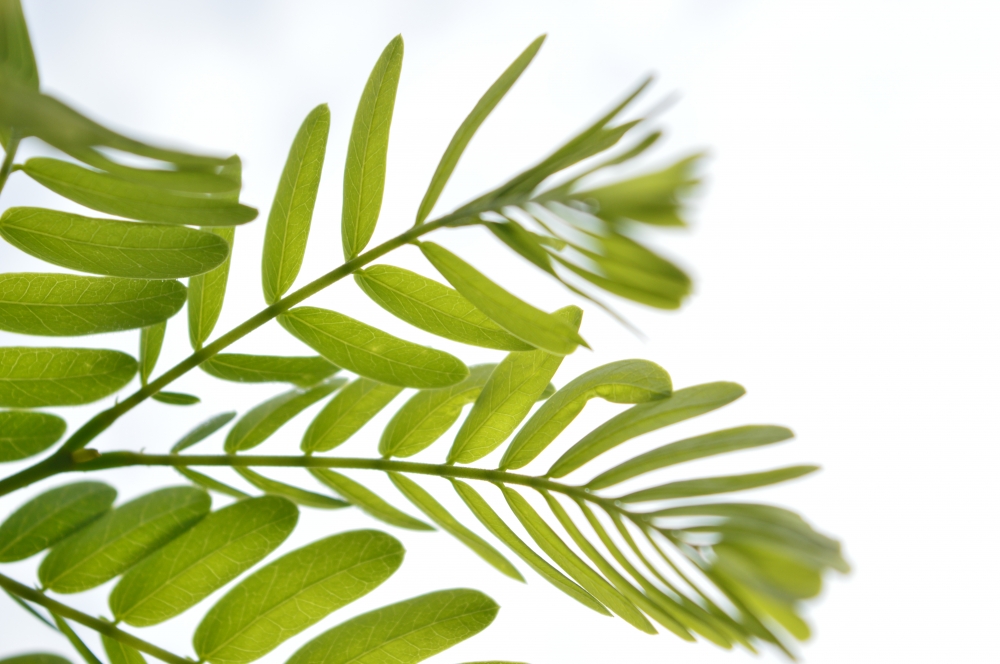 Leaf, Leaf, Nature, background, Green leafs, 