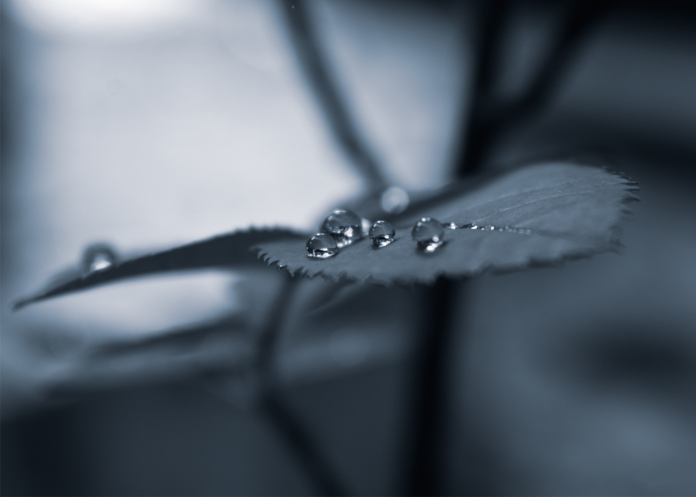 raindrops, rosa leaf, After Rain, Raindrops, Photography, 