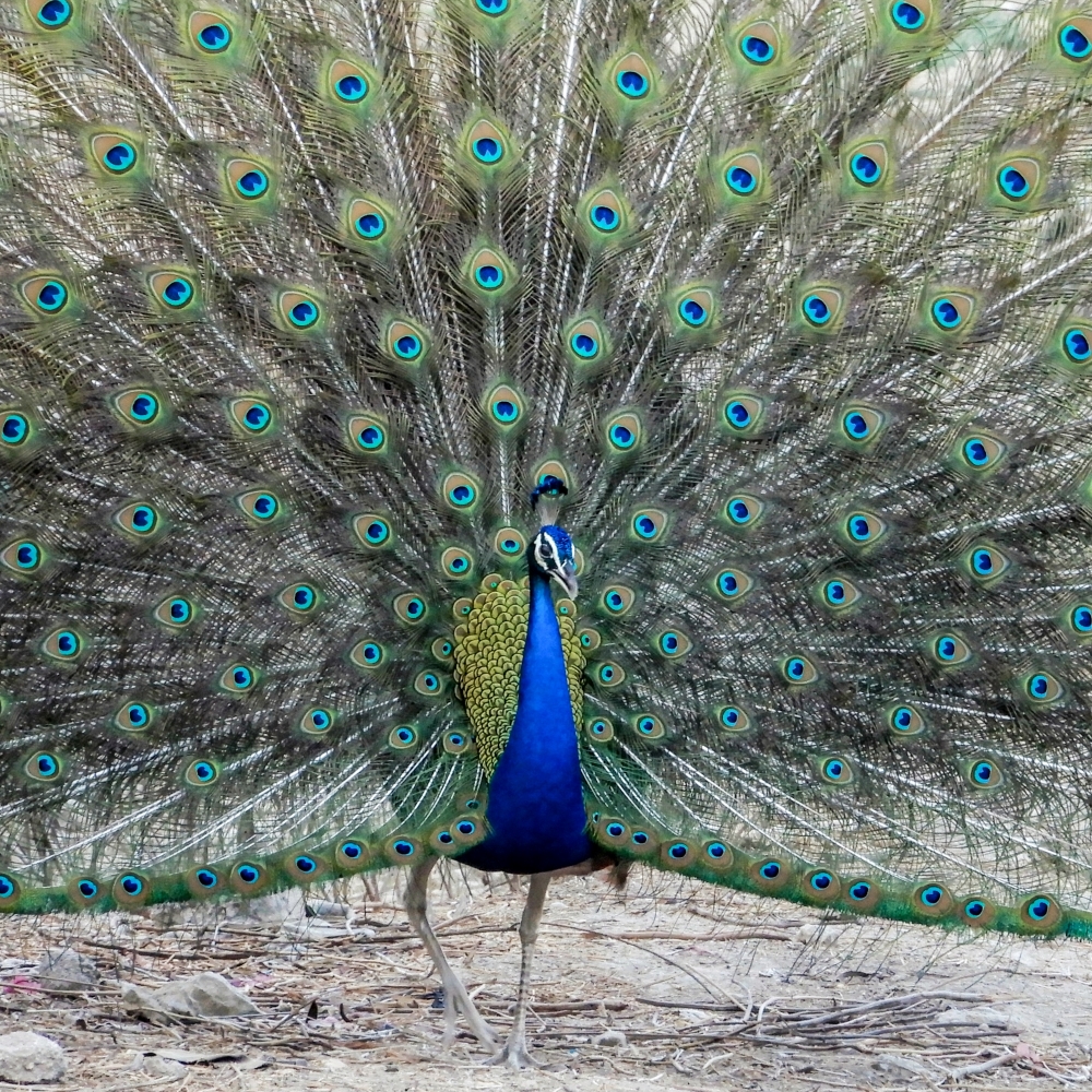 Indian pefowl, Peacock,speciale,birfs