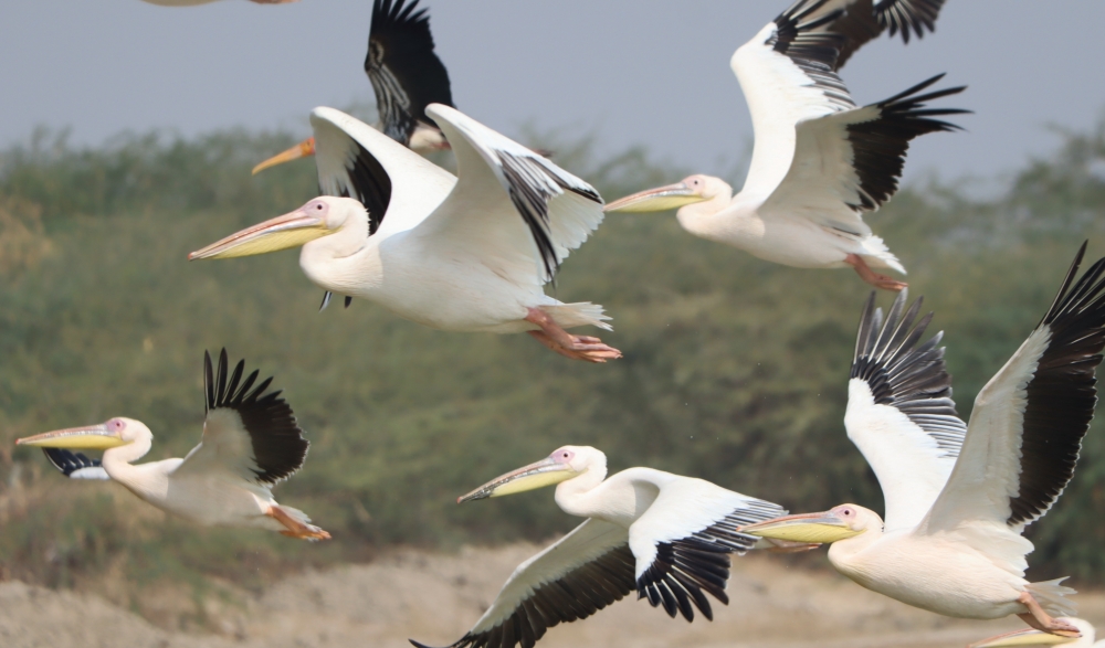 PALICAN, #birds #wildlife, 