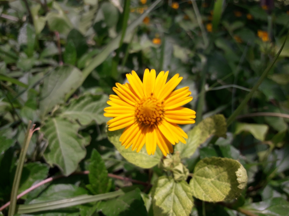 FLOWER , Looking nice