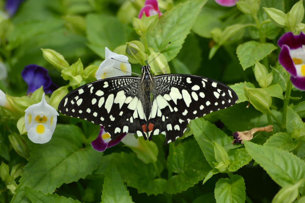 Butterfly, butterfly