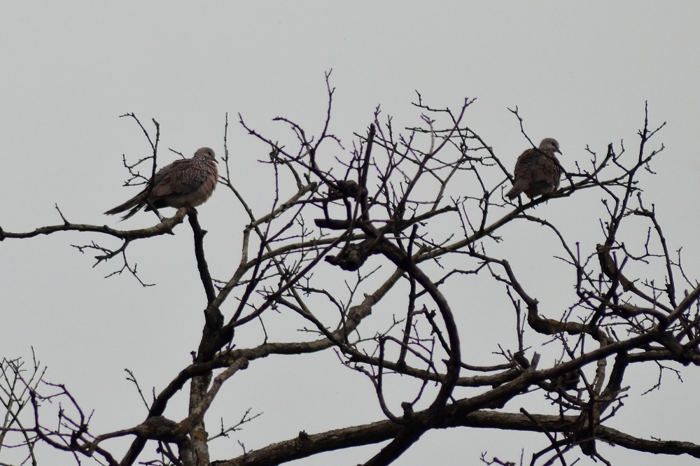 My Sweet Home, Birds, old  tree