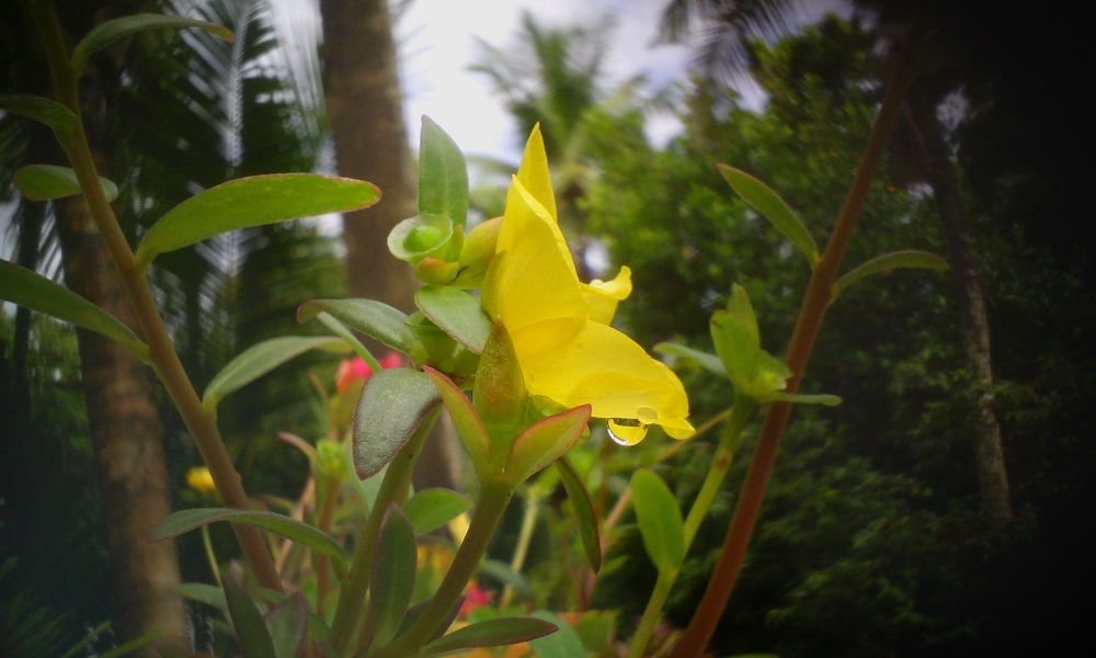 flower 2, flower, yellow flower,rain drops, after rain,mobile click