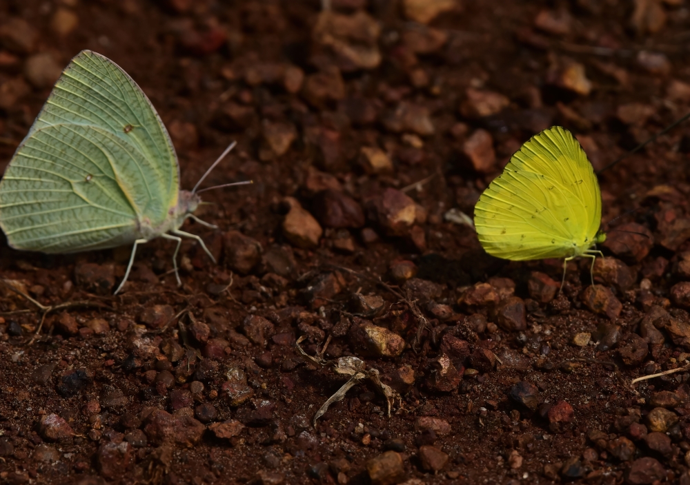 butterfly, butterfly, natural, attraction, color, shot, fatal