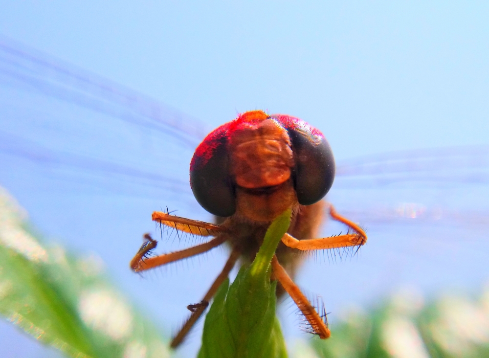 Macro100, Macro