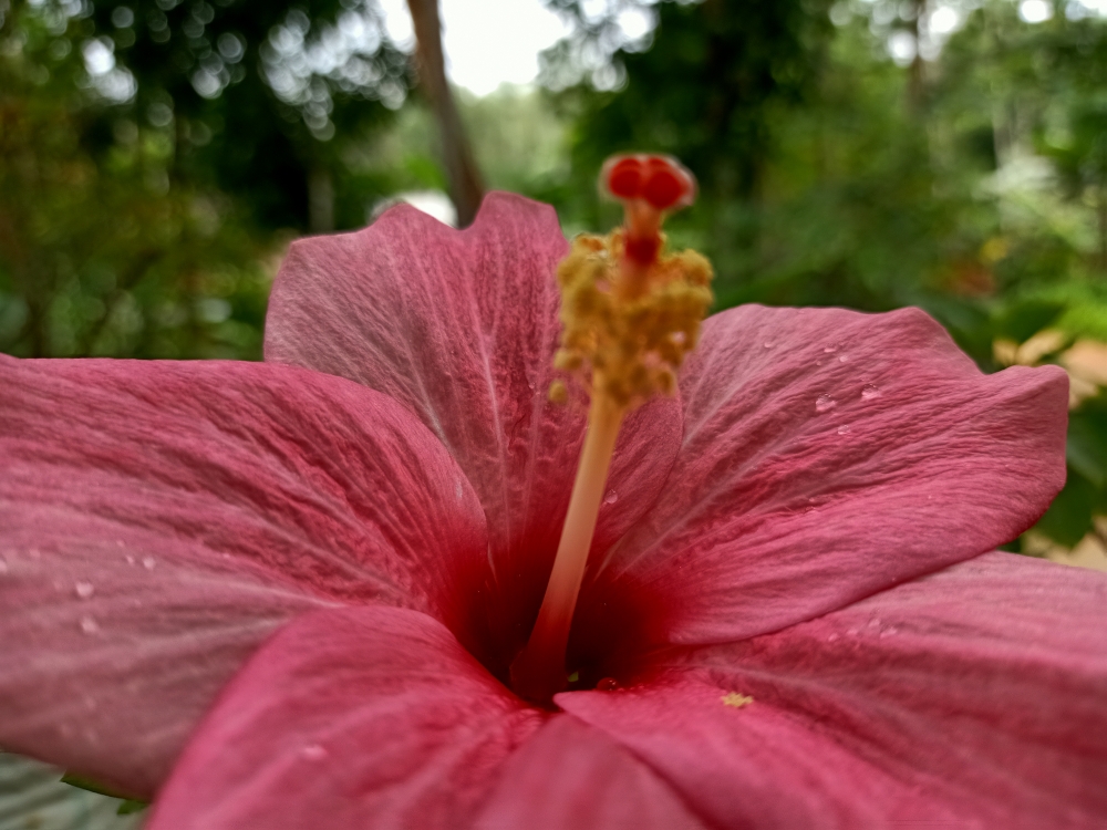 Flower,close up, macro,macro photography, nature,plant,wild flower,, Flower, Flowers, refreshing, rose flower, rose, yellow, Green, greens, blur, blurred, blurred effect, blur effects, flower with blurred background, 