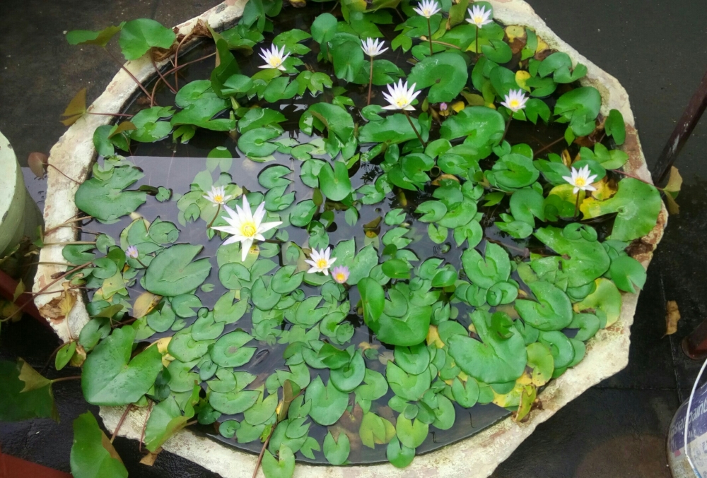 Water lily, White Flower, white water lily, aquatic flower