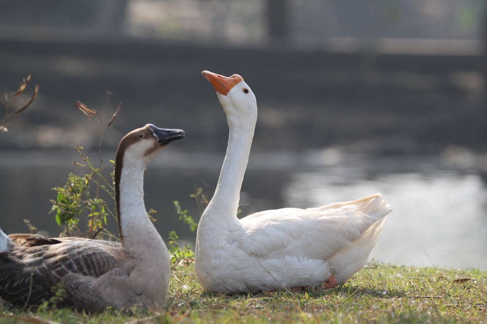 Love Pair , Nature,  Beautiful,  colourful,  love,  pair