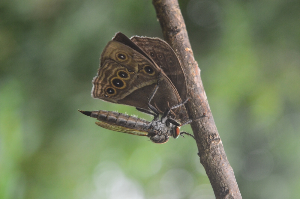rubberfly, #nature #wallpaper #HD #stock #landscapes# stone#reflection#wild #forest #nationalpark, butterfly,  rubberfly