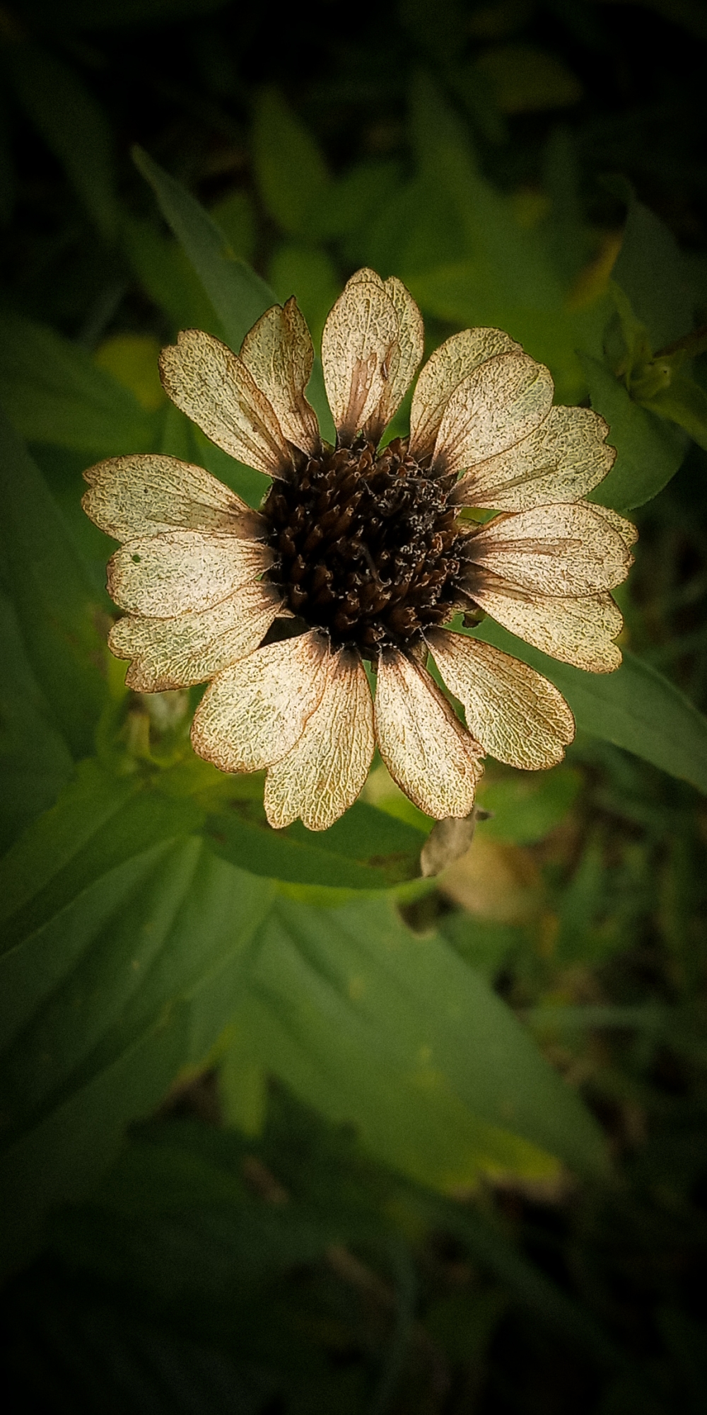 Florida, Flower, #Nature #background #wallpaper #hdclicks #fullHD#fksayyad @f.k.sayyad, 