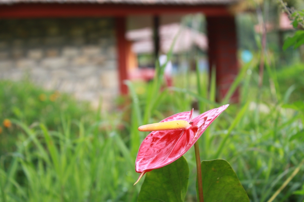 Red flower, Insideout