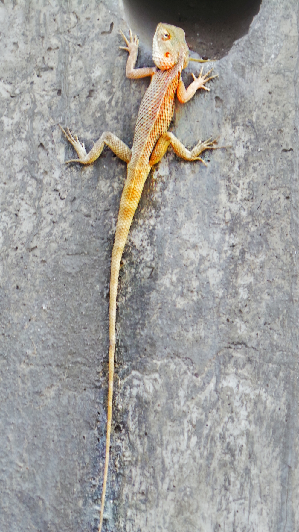 LIZARD ON WALL, Lizard#animals#