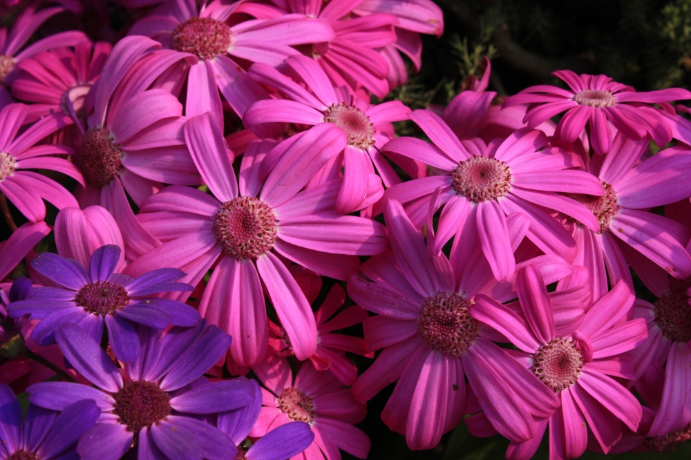 A bunch of pink flowers on display, wall paper, pink, flower, chrysanthemum, flock