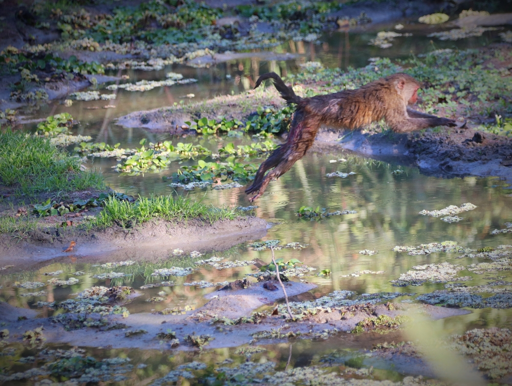 Jumping Japak , Monkey,  jumping,  nature,  wild,  wildlife,  dslr 