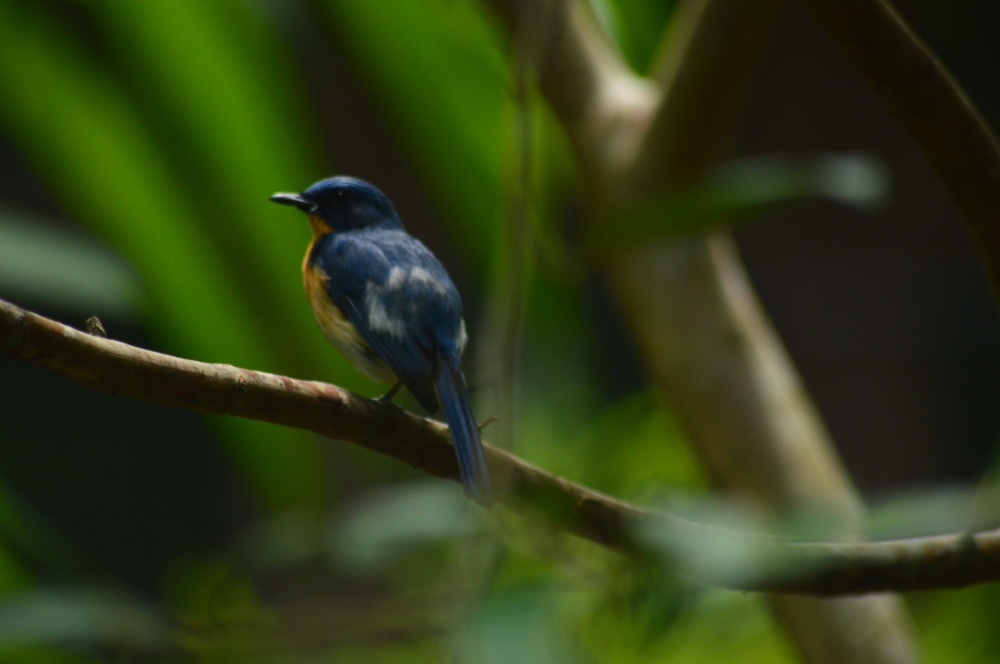 Bird, trees, tree, bird sitting on tree, nature, , Bird, 