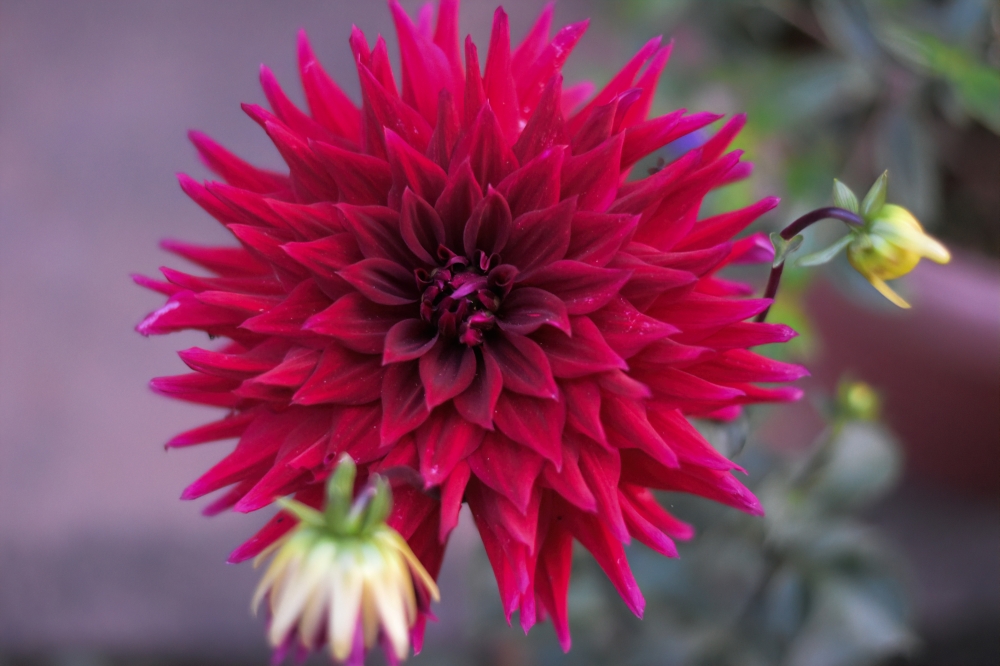 flower, nature ,photography ,love ,insta good ,photo of the day travel ,sky ,beautiful ,art ,nature photography ,like ,landscape ,sunset ,photo ,pic of the day ,instagram ,sun ,beach ,life ,winter ,sea ,fun ,cute ,clouds ,happy ,nature lovers ,summer, 