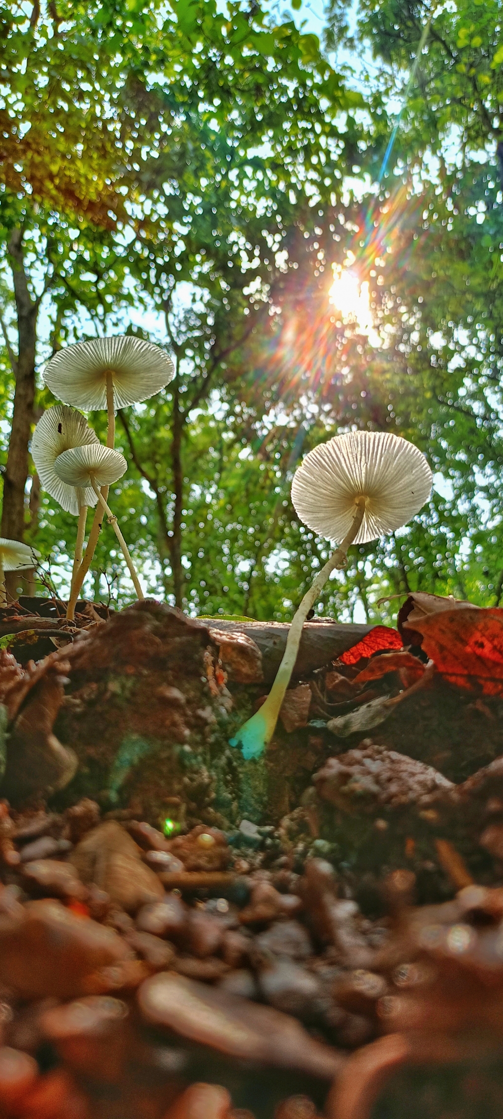 fragile dapperling mushroom , #nature #waterfall #landscape #ebeauty #wallpaper #background #picture #bastar, #nature #photography #love #instagood #photooftheday #travel #sky #beautiful #art #naturephotography #like #landscape #sunset #photo #picoftheday #instagram #sun #beach #life #winter #sea #fun #cute #clouds #happy #naturelovers #summer #bhfyp, 