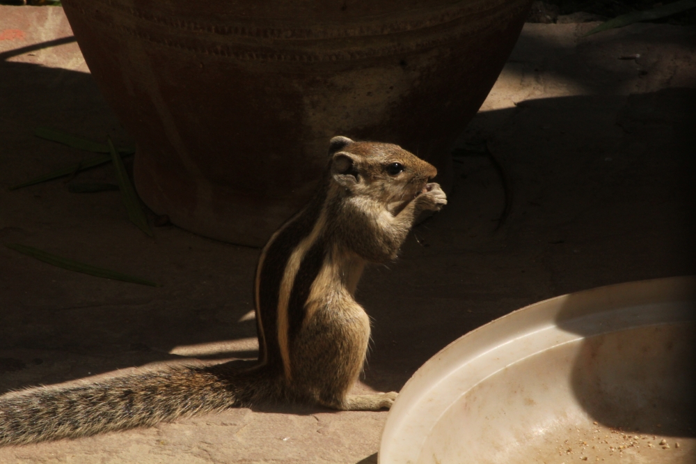 the friendly squirrel , squirrel ,animal ,eat ,food ,tree ,animal,mumbai .maharashtra, friendly, 