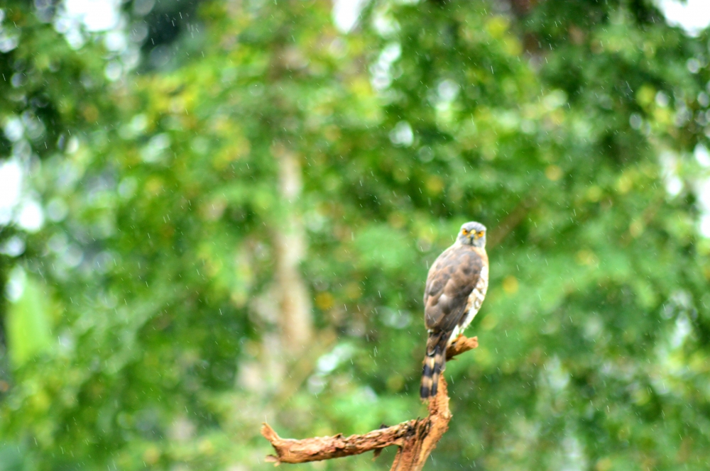 Eagle, Bird, bird on tree, tree, trees, nature, wallpaper, close up, rain, Bird, bird on tree, eagle, earth, Nature, natural, Trees, Tree, Green Field, Green, greenery, greens, natural habitat, habitat, Naturl wooden Sculpture, Old wood craft, wonders, theme, Close up, Rain, Rainy season, Rainy day, rain background, leafs, Green leafs, 