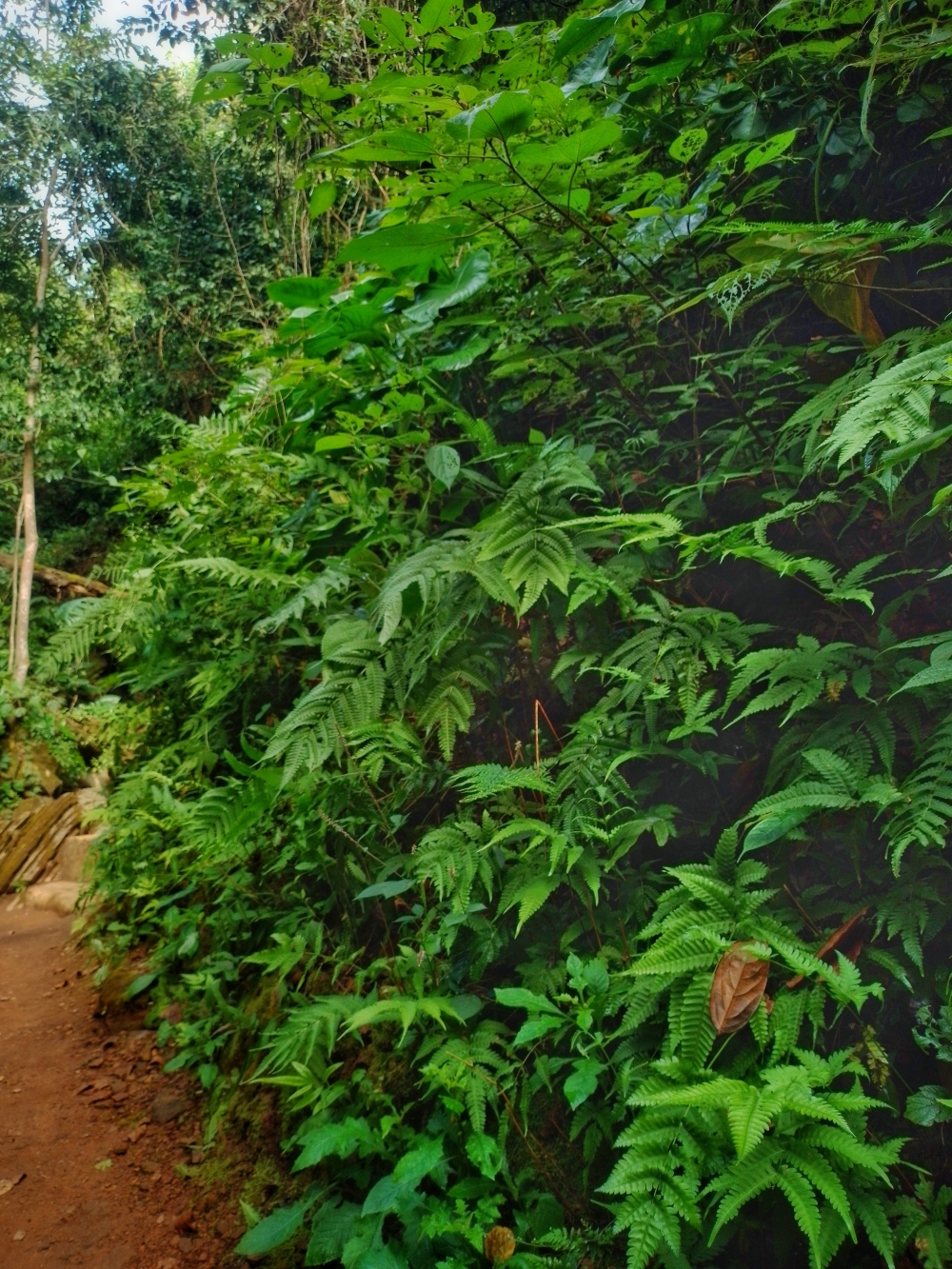 Greenry , #nature #photography #love #instagood #photooftheday #travel #sky #beautiful #art #naturephotography #like #landscape #sunset #photo #picoftheday #instagram #sun #beach #life #winter #sea #fun #cute #clouds #happy #naturelovers #summer #bhfyp, morningrays nature forest jungle munnabaghelphotography kvnp nationalpark bastar kangervalleynationalpark jagdalpur explore landscape gochhatishgarh bastarpicture photooftheday tree green wild Hill, 