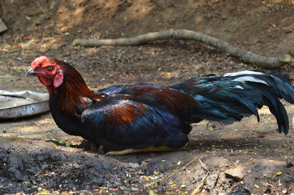 मुर्गा , #animals#photooftheday#ameteur photography, 