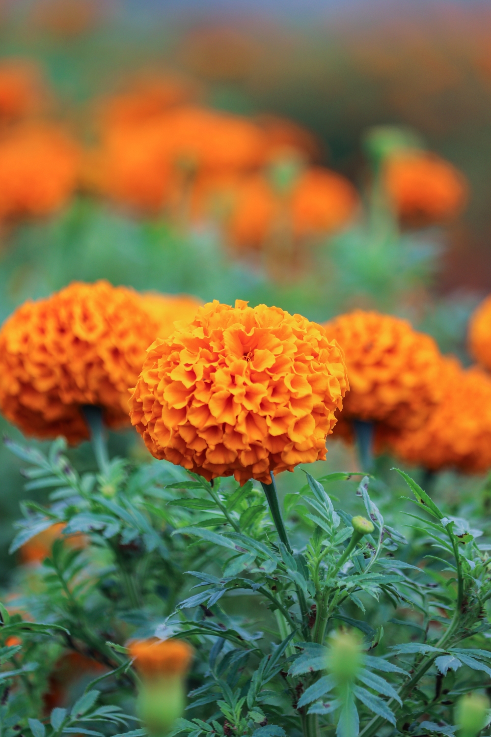Marigold Flower Information in Marathi, Zendu Photo Free Download - pgclick  | Free Photos for Commercial Use