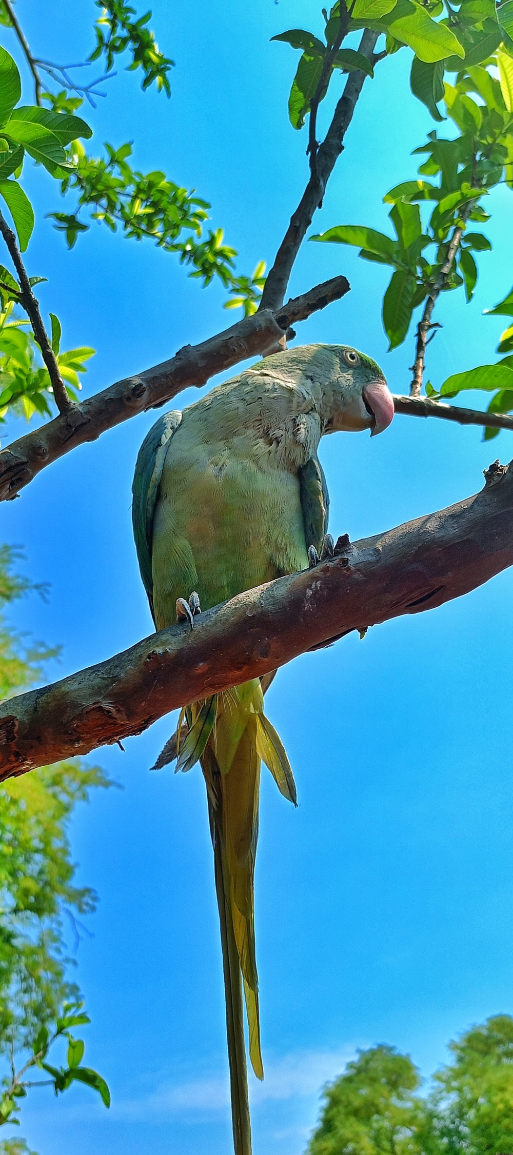 Alexander parakeet , #wildlife #bird, morningrays nature forest jungle munnabaghelphotography kvnp nationalpark bastar kangervalleynationalpark jagdalpur explore landscape gochhatishgarh bastarpicture photooftheday tree green wild Hill, 
