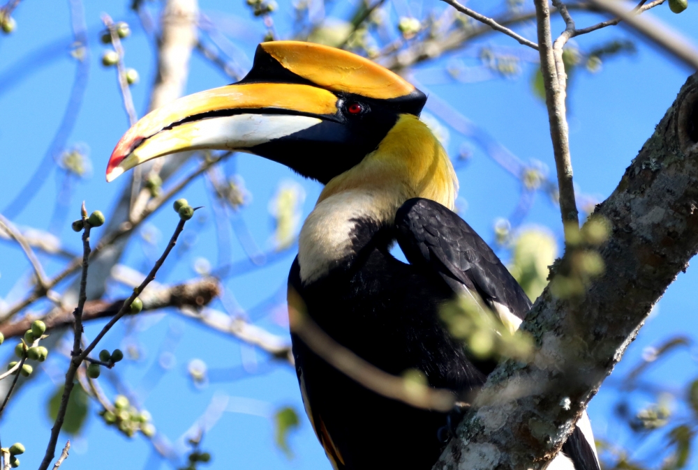 Great Hornbill, nature, beautiful, wildlife, birding, travel