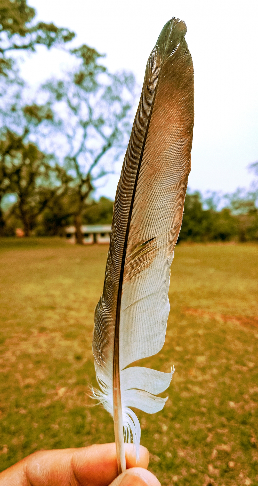 The feather, #nature #landscape #hdr #lightroom #lightroom #mobileclick