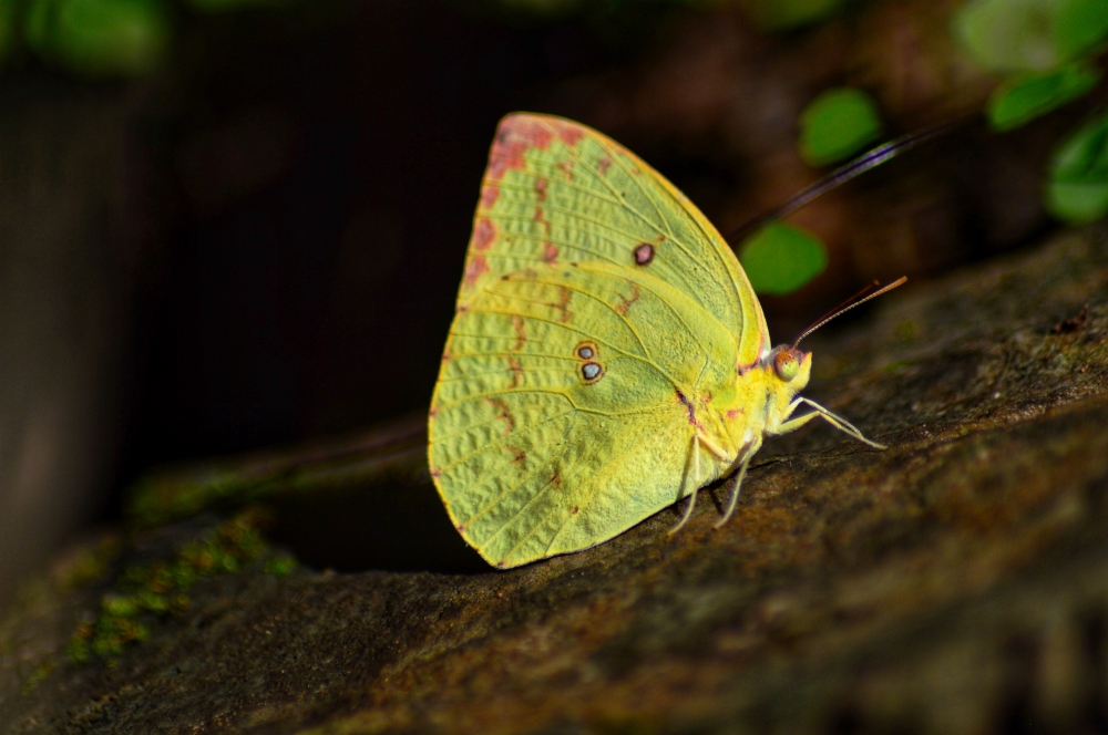Common emigrant butterfly , #nature #photography #love #instagood #photooftheday #travel #sky #beautiful #art #naturephotography #like #landscape #sunset #photo #picoftheday #instagram #sun #beach #life #winter #sea #fun #cute #clouds #happy #naturelovers #summer #bhfyp, Common emigrant, Wildlife , Forest, Hills, Wildlife, bastar, jagdalpur, Chhattisgarh,
