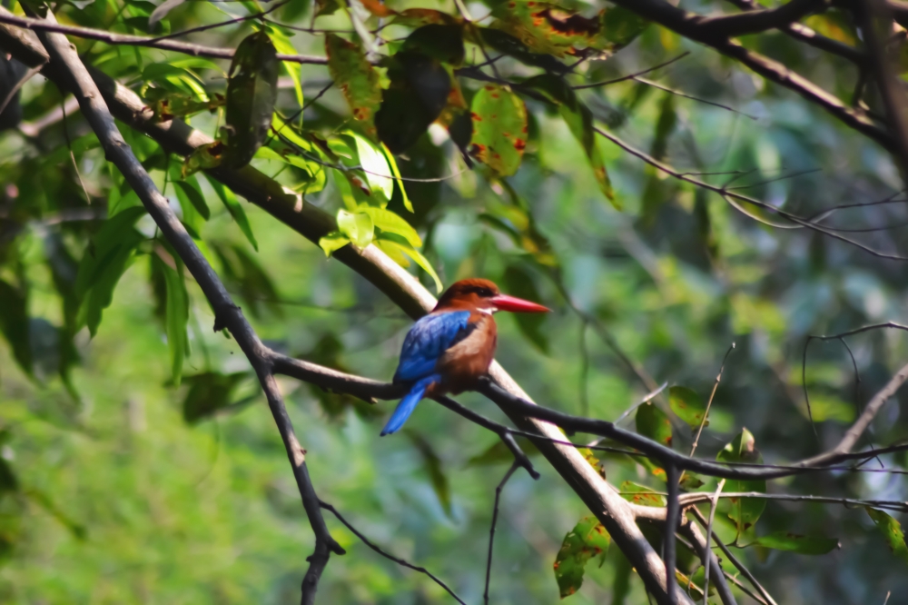 Bird..💗💗, Nature, Bird photography