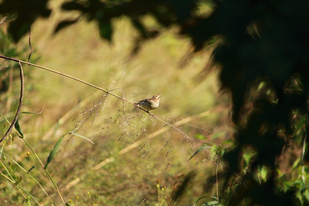 Sparrow, SPARROW, 